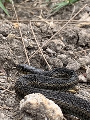 Thamnophis melanogaster