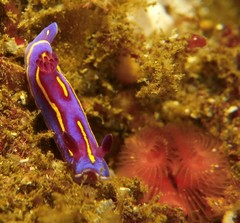 Felimida macfarlandi