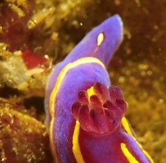 Felimida macfarlandi