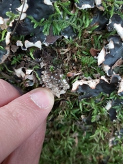 Peltigera elisabethae