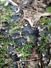 Peltigera elisabethae