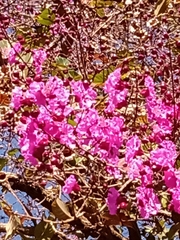 Physocalymma scaberrimum