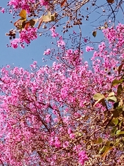 Physocalymma scaberrimum
