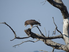 Circaetus cinerascens