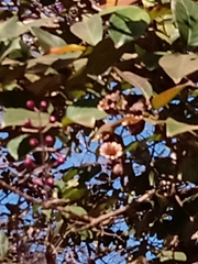 Physocalymma scaberrimum
