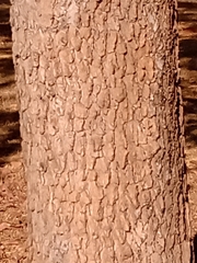 Physocalymma scaberrimum