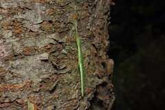 Micadina phluctainoides
