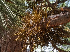 Arceuthobium vaginatum cryptopodum