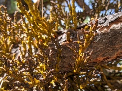 Arceuthobium vaginatum cryptopodum