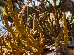 Arceuthobium vaginatum cryptopodum