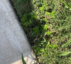 Magnoliopsida