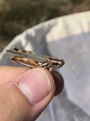 Melanoplus bowditchi