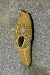 Girasia crocea