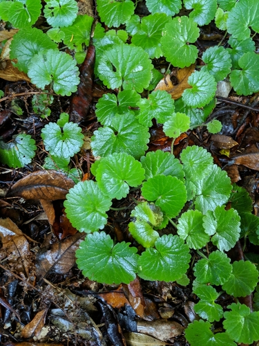 Madeira Moneywort
