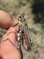 Melanoplus macclungi