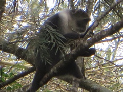 Cercopithecus mitis