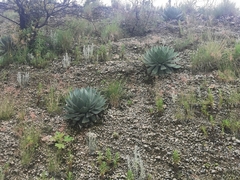 Agave guadalajarana