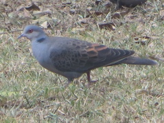 Streptopelia lugens