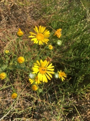 Grindelia stricta angustifolia