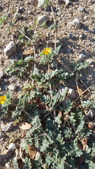 Kallstroemia hirsutissima