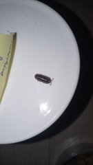 Armadillidium klugii