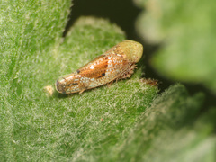 Hishimonus hamatus