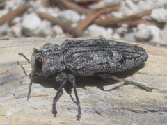 Chrysobothris dentipes