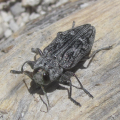 Chrysobothris dentipes