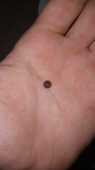 Armadillidium klugii