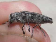 Chrysobothris dentipes