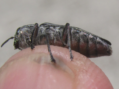 Chrysobothris dentipes