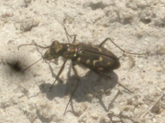 Cicindela haemorrhagica
