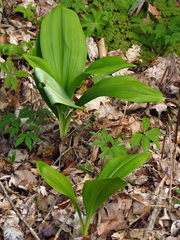 Veratrum parviflorum