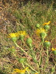 Grindelia stricta angustifolia