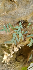 Pellaea glabella
