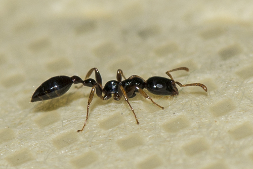 Tetraponera allaborans (Walker, 1859)