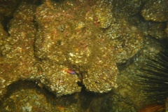 Lythrypnus dalli