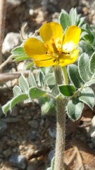 Kallstroemia hirsutissima