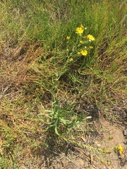 Grindelia stricta angustifolia