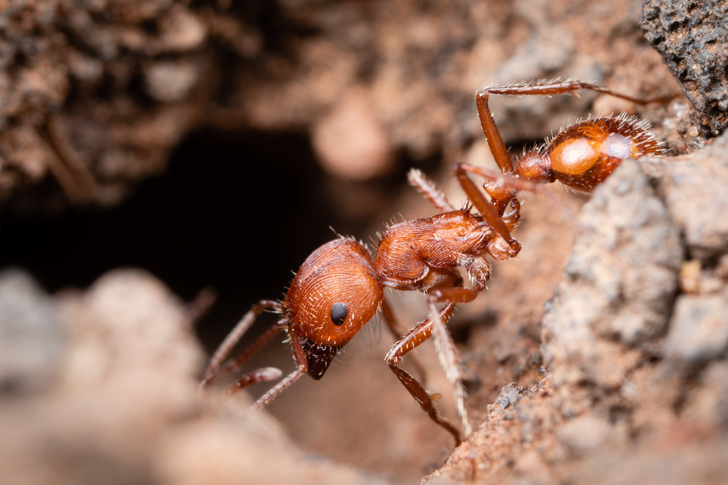 Western Harvester Ant