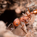 Western Harvester Ant - Photo (c) D. L. Quinn, some rights reserved (CC BY-NC), uploaded by D. L. Quinn