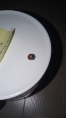 Glomeris pulchra