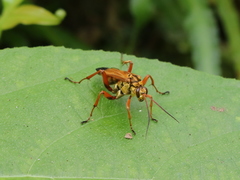 Macromerella honesta