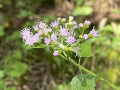 Fleischmannia incarnata