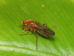 Norellisoma spinimanum