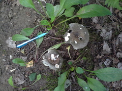 Russula grisea