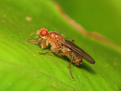 Norellisoma spinimanum