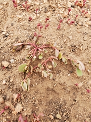 Portulaca oleracea