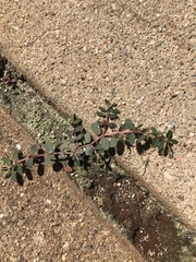 Euphorbia maculata