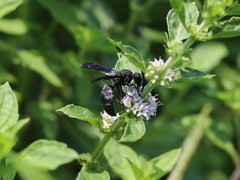 Allorhynchium chinense